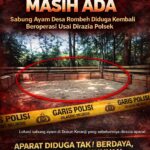 Dibakar Tak Kapok! Judi Sabung Ayam Desa Rombeh Buka Lagi, Polisi Tak Ditakuti?