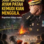 Tak Tersentuh Aparat, Judi Sabung Ayam Patah Kemudi Kian Menggila